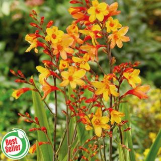 Harlequin Crocosmia Thumbnail